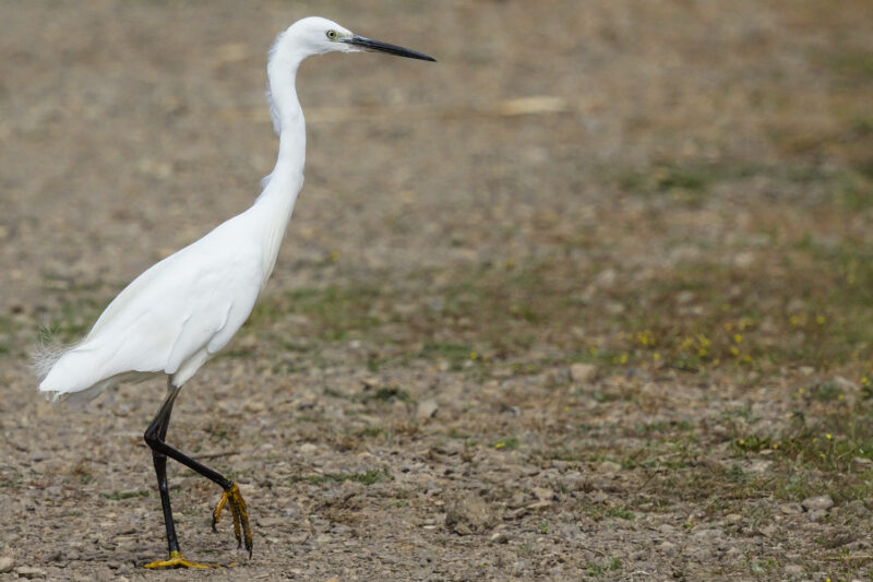 Aigrette garzette